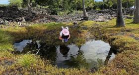 A researcher leans in front of a small pond in a Hawaiian forest.