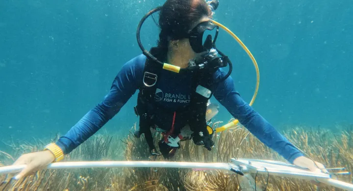 Underwater, Mariana Rivera-Higueras wears scuba gear. A blue scuba shirt reads "Brandl Lab Fish & Functions." She holds a large metal circle over some beige corals.